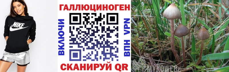 Псилоцибиновые грибы Psilocybine cubensis  Купить где  Верхнеуральск 